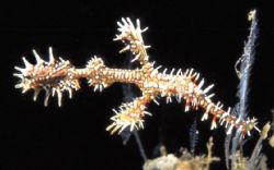 A ghost pipefish taken in Lembeh by Paul Hunter 